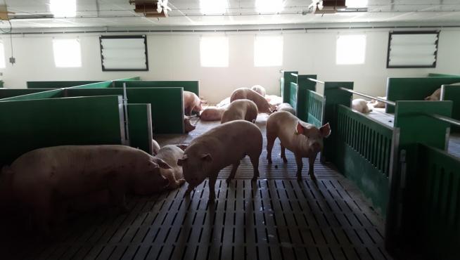 Loporvenir autoriza el inicio de actividad de una granja porcina en Loporzano