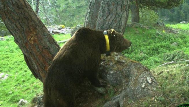 Críticas a la DGA por su postura contraria a la presencia del oso en el Pirineo