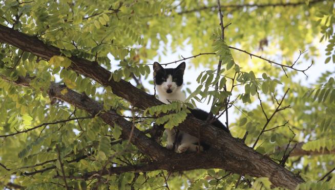 Los Bomberos de Huesca acuden al rescate de un gatito que llevaba tres días encaramado en un árbol
