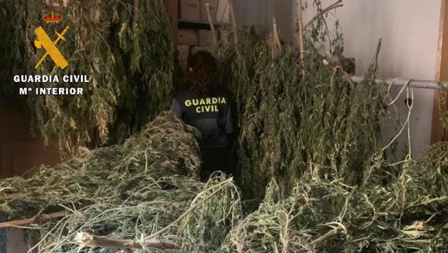La Guardia Civil de Huesca interviene 1000 plantas de marihuana y detiene a cuatro personas