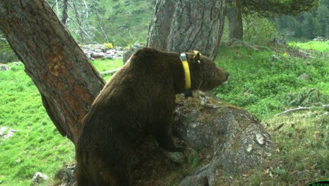 Plan para el seguimiento de osos y lobos en el Pirineo