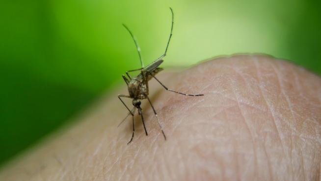 Investigan un caso de malaria en Aragón