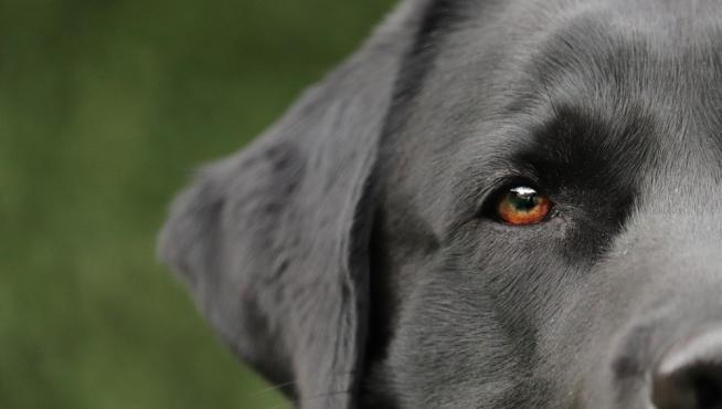 Los perros detectan tumores de próstata