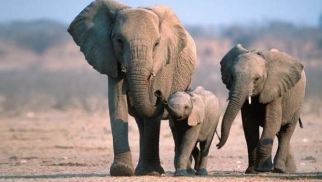Subastan 170 elefantes en Namibia por la superpoblación  y la sequía