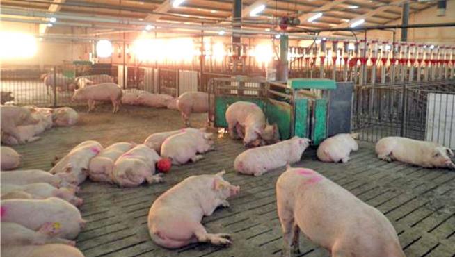 Vecinos de Torres del Obispo piden aplazar nuevas granjas de porcino