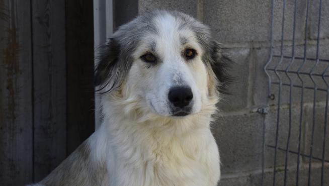 Más de 300 perros encontraron un hogar en 2020 gracias al servicio de recogida de animales de la DPH