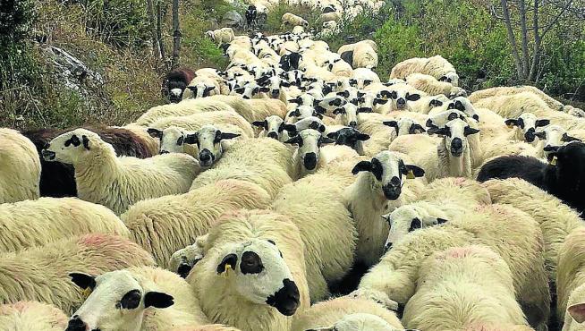 Rebaño de ovejas de Churra Tensina