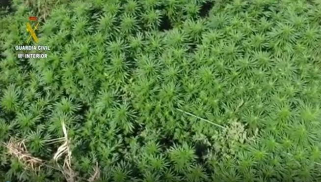 Plantación de marihuana intervenida en Binéfar.