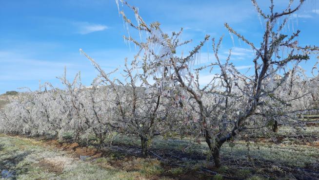 Una explotación de frutales en Fraga afectada por las heladas, en marzo del año pasado.