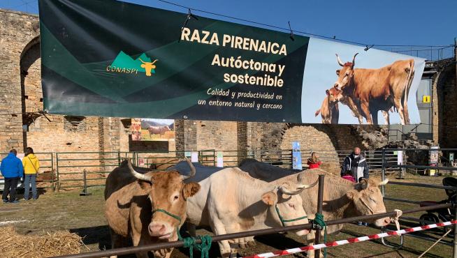 Animales de vacuno de Raza Pirenaica, en la Ferieta de Aínsa, el fin de semana pasado.