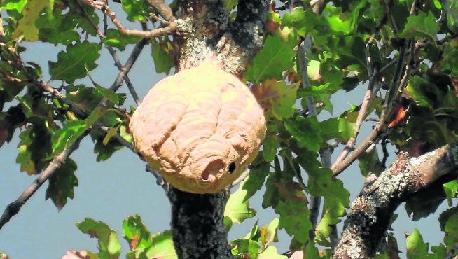 Nido de avispa asiática localizado en un árbol de Oncins que será destruido este jueves.