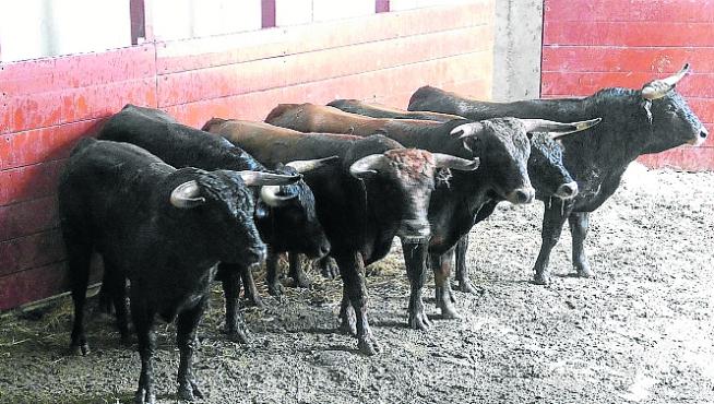 Novillos de la ganadería de Santafé Martón que se lidiarán a lo largo de esta tarde.