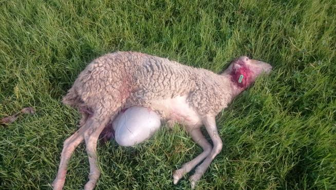 Imagen de una de las ovejas muertas tras el ataque.