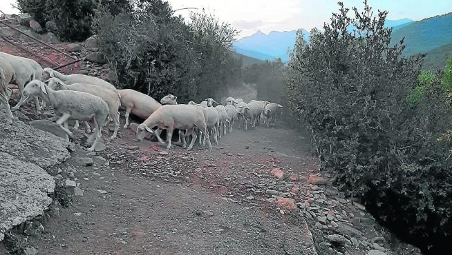 Ovejas de Rasa Aragonesa, en el Alto Gállego.