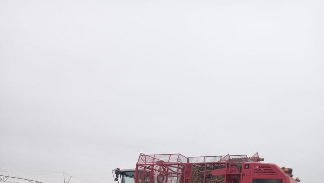 Labores de recolección este viernes para su traslado a la Terminal Intermodal de Monzón.