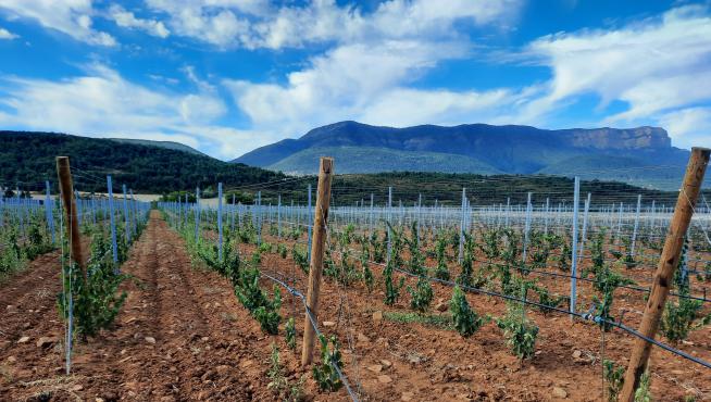 Explotación de viñedos ecológicos en Jaca.