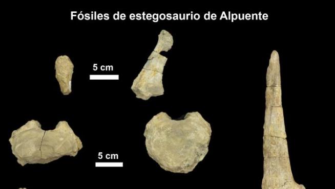 Fósiles de estegosaurios de Alpuente.