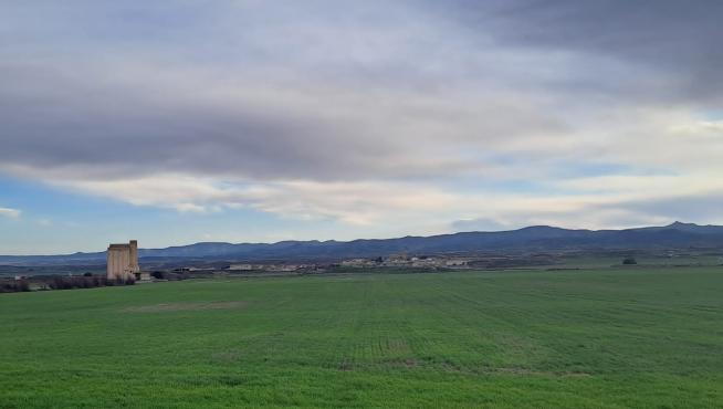 Estado que presenta un campo de cebada, en Torralba de Aragón.