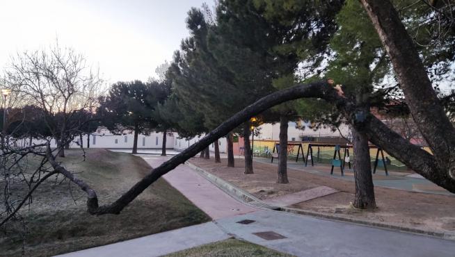 Actos de vandalismo contra árboles de diferentes zonas de la ciudad.