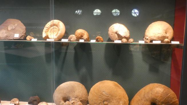 Algunos de los fósiles de la colección privada de Santiago Lafarga.