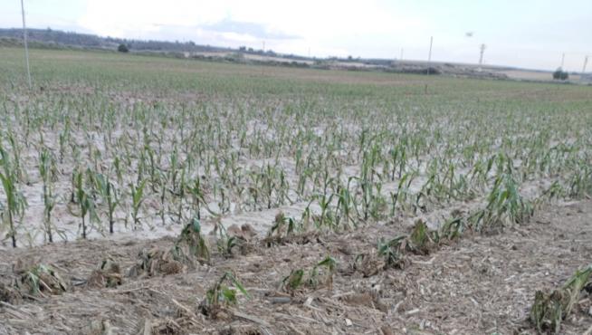 Plantación de maíz de primera cosecha dañada por el pedrisco en Albero Bajo.