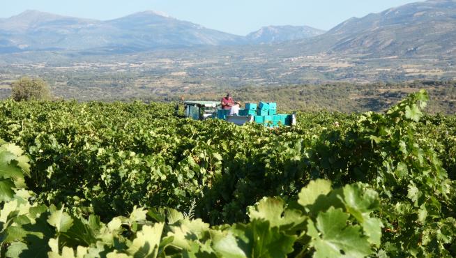 Vendimia en Bachimaña, los viñedos mas altos al oeste del Somontano.