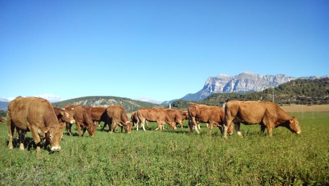 Imagen de archivo de vacas pastando en prados de la comarca del Sobrarbe.