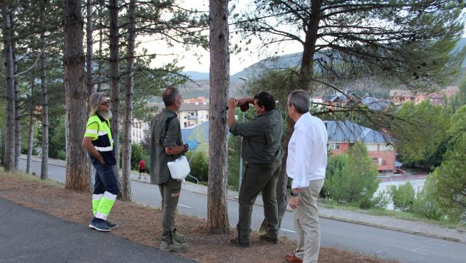 Fotografía de los trabajos en los pinos de Sabiñánigo.