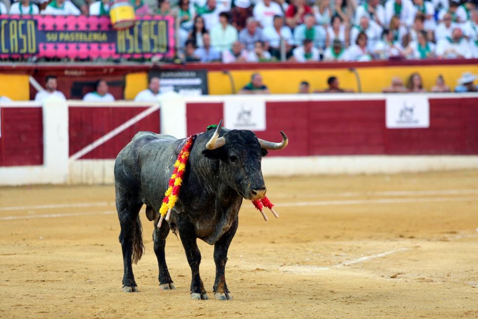 San Lorenzo 2019, 11 de agosto