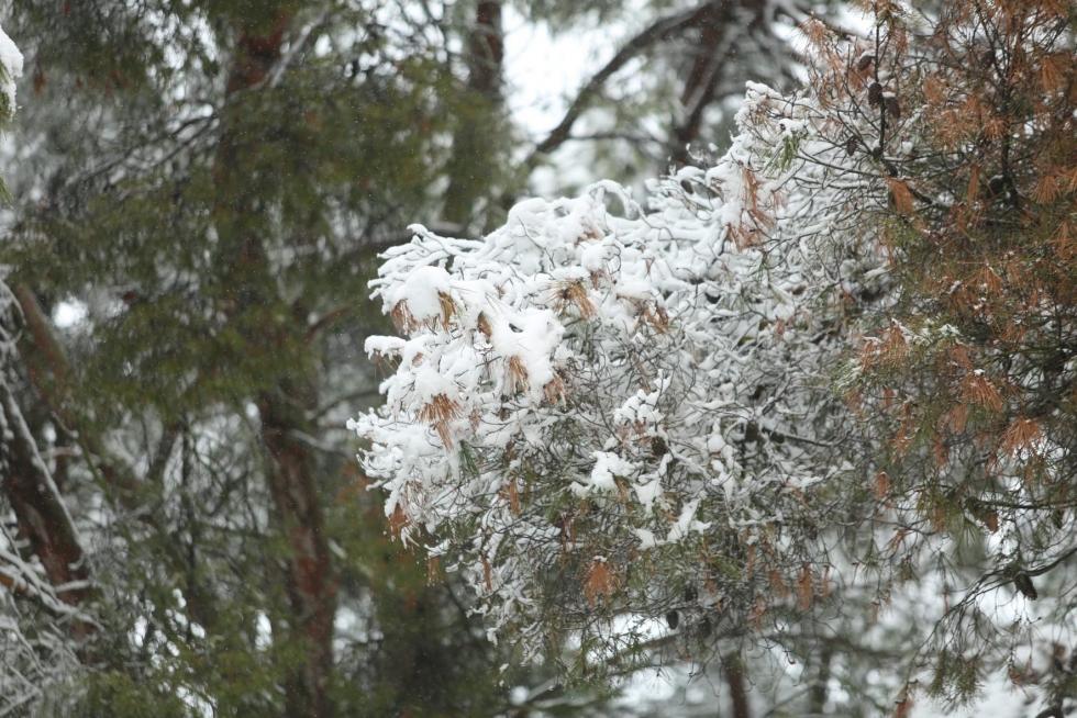 Segunda jornada con nieve por la presencia de Filomena en la provincia de Huesca