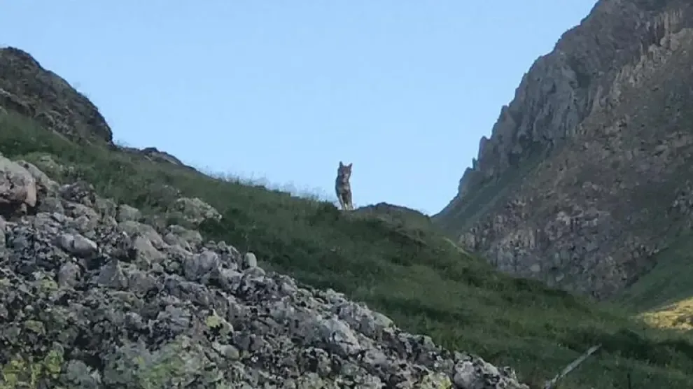 Imagen del lobo que se tomó el 29 de junio de 2019 , en el monte de Bisaurri