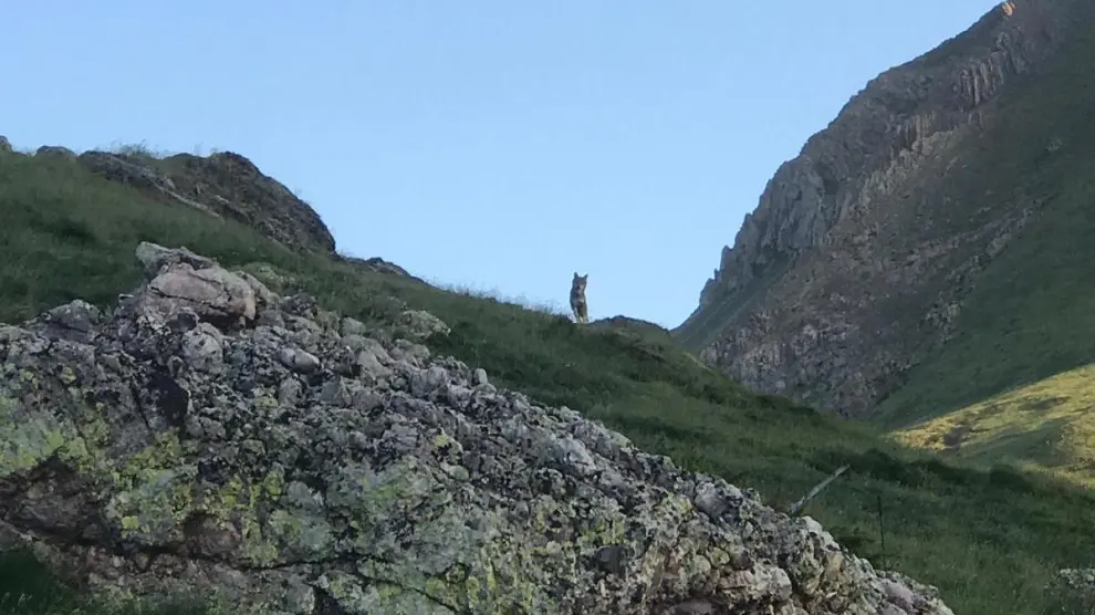 Imagen del lobo que se tomó el 29 de junio de 2019 , en el monte de Bisaurri