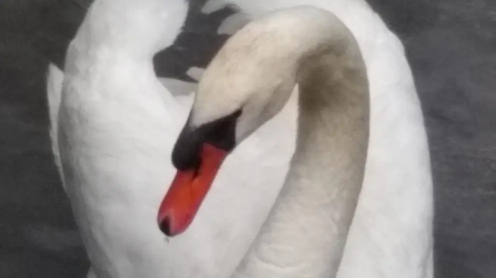 Lola, el cisne del lago de Eriste era muy conocido y fotografiado