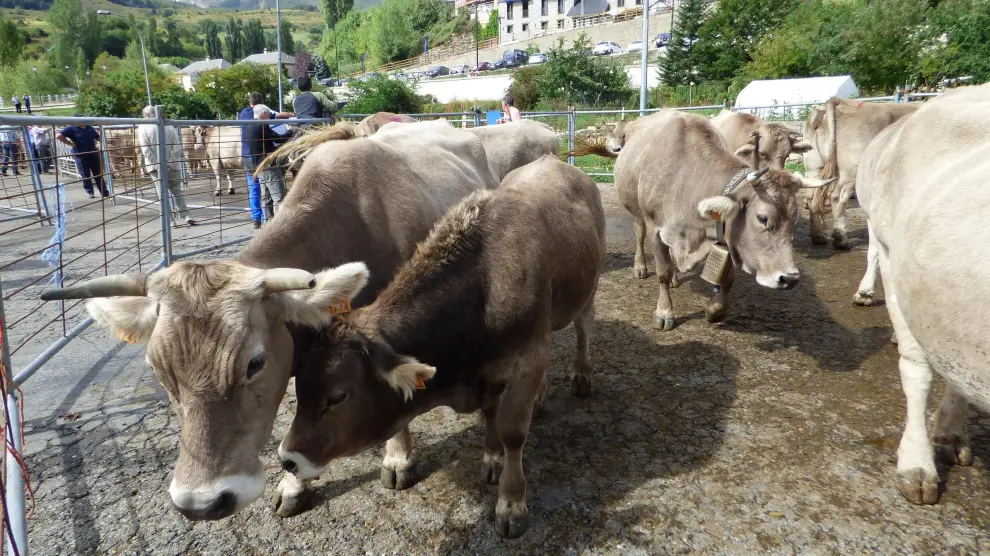 Presencia de vacuno de raza Parda de Montaña en la feria de ganado de Sallent.