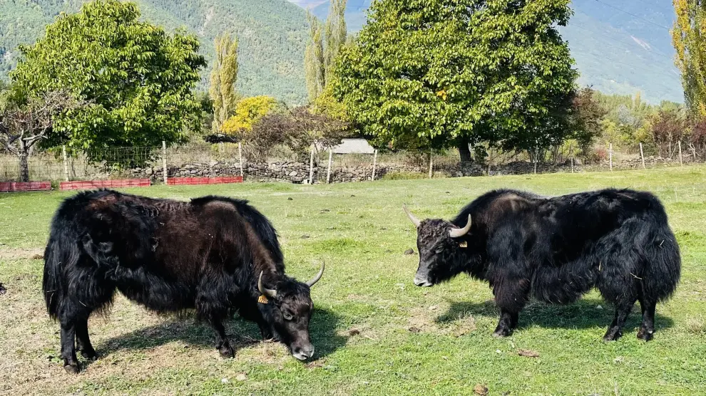 Yaks originarios del Himalaya en la granja Borda Matías de Orós Bajo.