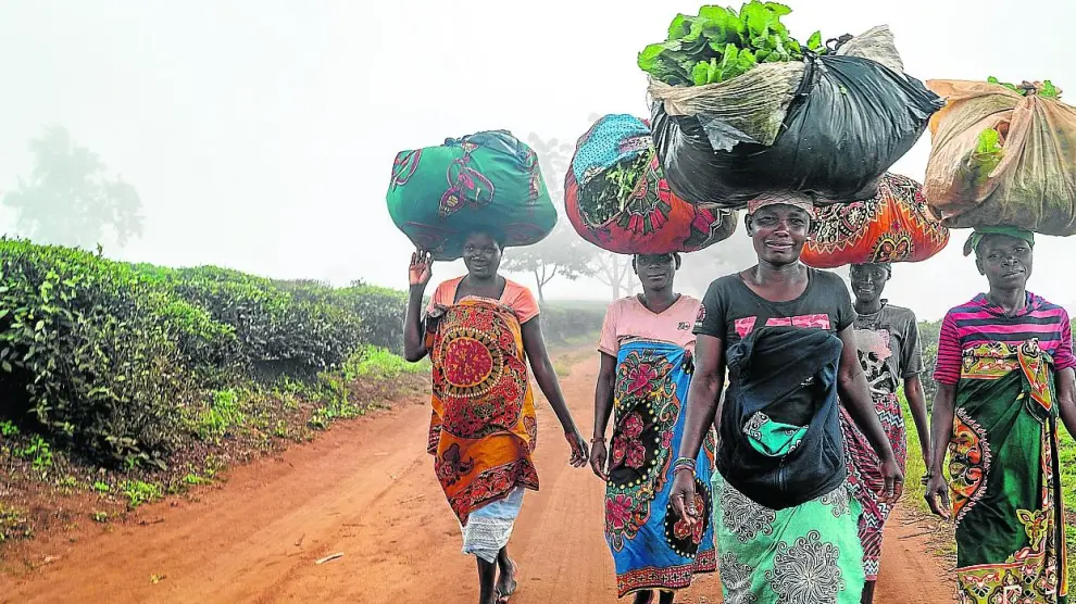Un grupo de mujeres atraviesa una de las mayores plantaciones de té de Gurúè de la compañía Chazeiras de Mozambique.