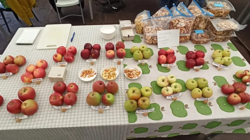 Variedades locales de manzana de montaña recuperadas en la Feria de Otoño Follarasca de Aínsa, el año pasado.