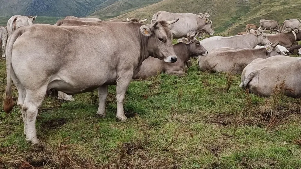 Animales de la raza Parda de Montaña en pastos del valle de Castanesa.