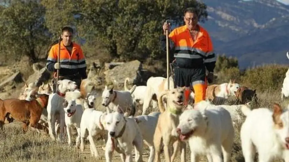 Cazadores y perros durante un batida de jabalíes en Fraga, en esta temporada.