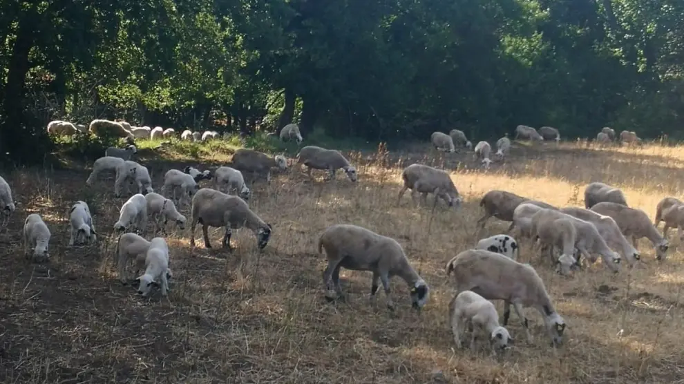Rebaño de ovejas pastando en las montañas del Alto Aragón.