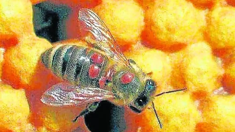 Una abeja con “varroa”, un ácaro que vive como parásito externo.