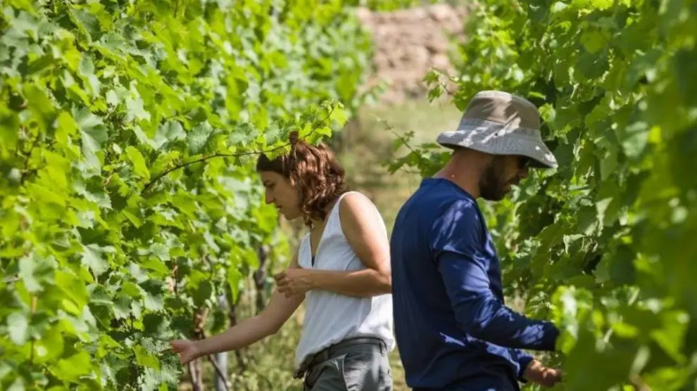 Pilar y Ernest trabajando en sus viñedos en Barbenuta.
