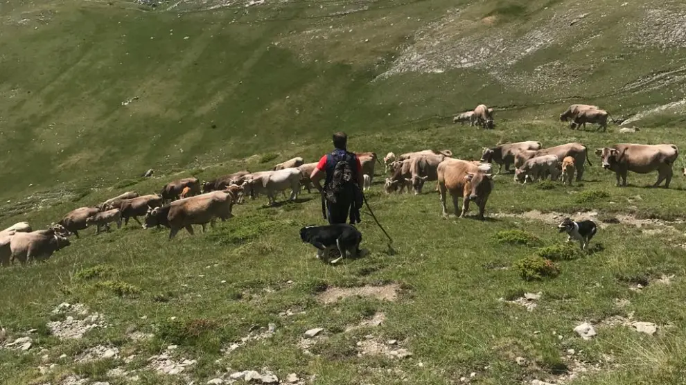 Ganado extensivo y su pastor en el Pirineo.