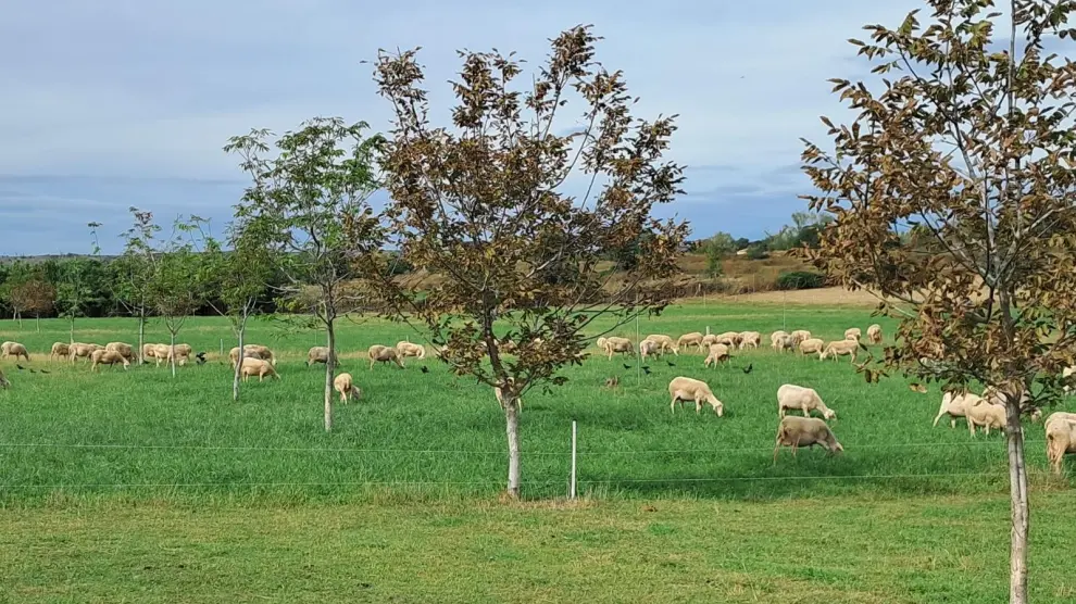 Ganado ovino pastando en los cultivos donde se aplica agricultura regenerativa.