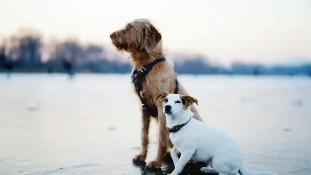 Un nuevo estudio confirma que existe una relación entre el tamaño del perro y los patrones de riesgo de problemas de salud.