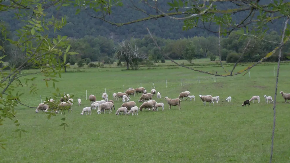 Rebaño de ovejas pastando en las Tierras de Biescas.