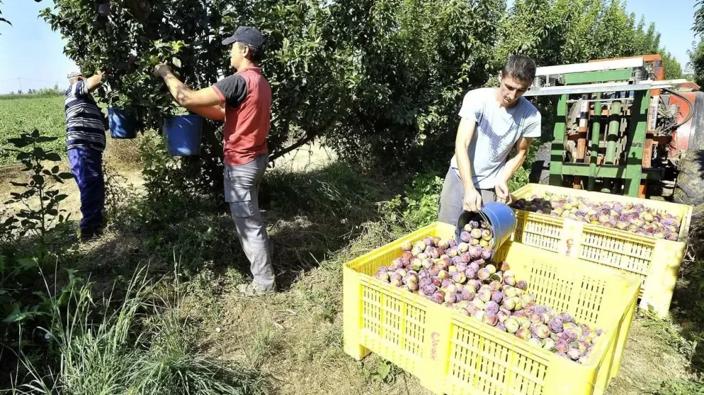 La campaña frutícola empieza con normalidad en la zona del Bajo Cinca
