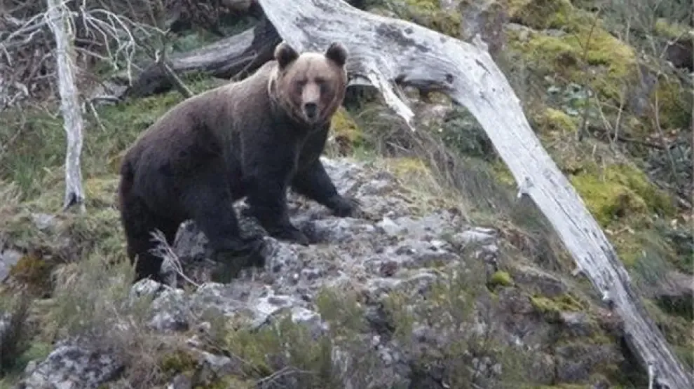 Ecologistas piden información de la llegada de osos al Pirineo