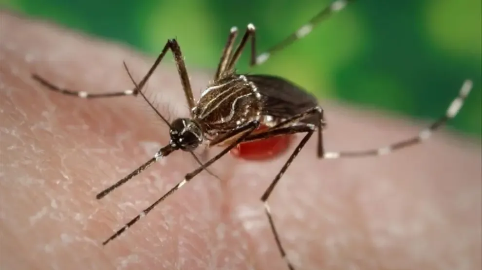 Detectado un caso de dengue en Huesca