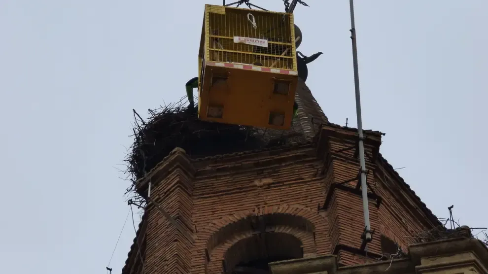 Se eliminan cuatro nidos de cigüeña en la torre de la catedral de Barbastro
